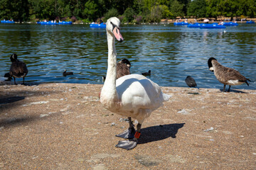 swan at hyde park london