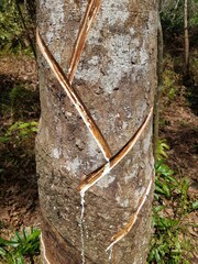 latex extracted from rubber tree source of natural rubber. Tapping latex rubber tree, Rubber Latex...