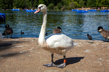 swan at hyde park london