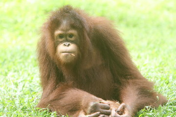 Fototapeta premium The young orangutan