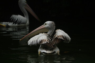 pelicans on the beach