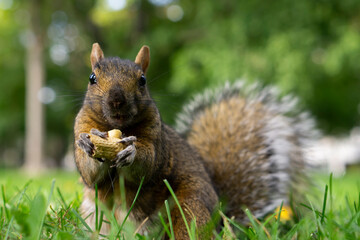 Obraz premium An Eastern Grey Squirrel is eating the peanut. Wild squirrel in nature background, eating squirrel looking straight to the camera, popular wild animal in Canada, canadian squirrel. Montral Quebec