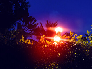Blurred view night scene at a tropical garden, courtyard. Night view of silhouettes trees illuminated by  lanterns along pathway on courtyard © ElenaEmiliya