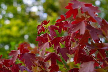 Autumn. Multi-colored leaves. autumn in Quebec. Background group of autumn orange leaves. Outdoors.