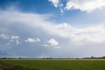 Beautiful agricultural landscape. Field with sprouted plants, against a blue sky with clouds. Magnificent rural view.