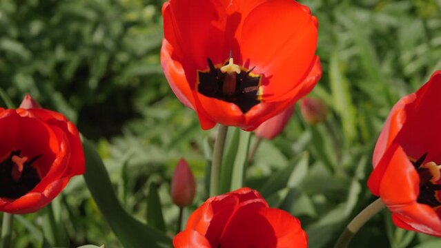 Red blooming tulip in flower bed. Growing flowers in greenhouse or in yard near house concept. Fresh nature background