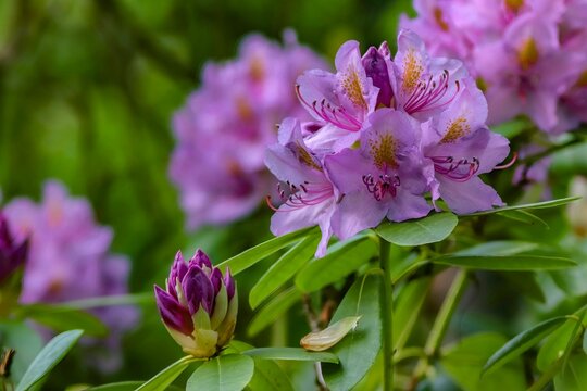 Closeup view of the Rhododendron Hybrid