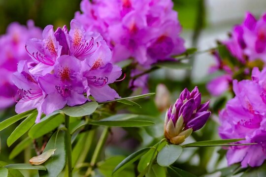 Closeup view of the Rhododendron Hybrid