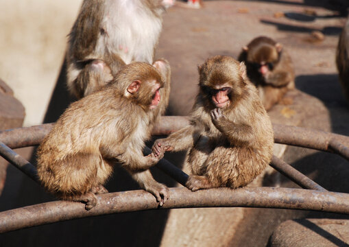 子猿 Images Browse 2 155 Stock Photos Vectors And Video Adobe Stock