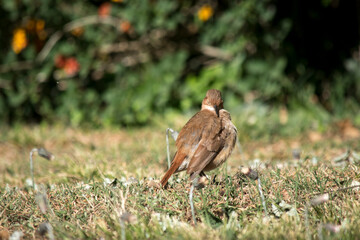 retrato de un hornero común en el parque. Furnarius Rufus 