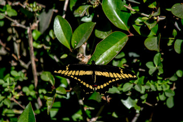 Papilio thoas o mariposa de los naranjos
