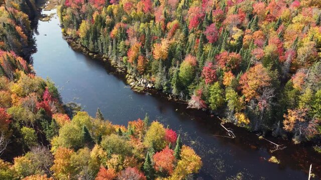 Yellow, orange and red fall colors of pristine forest canopy next to river; high angle view in Muskoka region