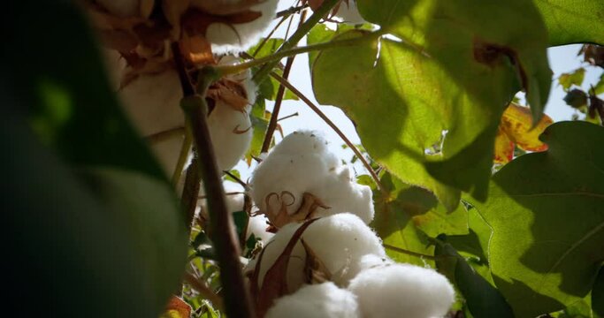 Extreme close-up dolly probe lens view between branches of ripe cotton in the sun. On the field of an agro-industrial complex for growing and processing raw cotton into threads and fabrics.