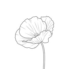 Fototapeta Mak - piękny rozwinięty kwiat. Ręcznie rysowany dziki kwiat. Botaniczna ilustracja wektorowa. obraz