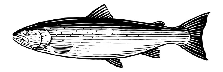 Atlantic Salmon - Hand drawn illustration of an Atlantic Salmon in a vintage woodcut style. 