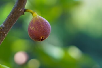 秋の実り、イチジク