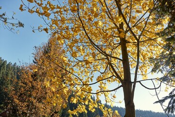 Autumn forest detail
