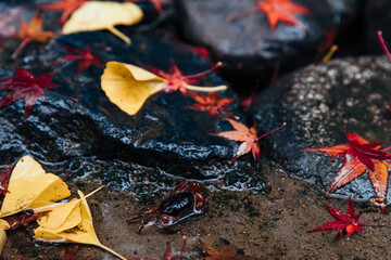 雨の紅葉の落ち葉と小さな蟹
