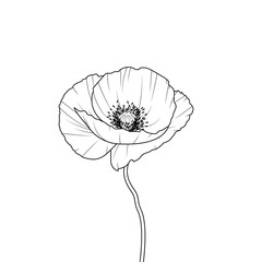 Mak - piękny rozwinięty kwiat. Ręcznie rysowany dziki kwiat. Botaniczna ilustracja wektorowa. - obrazy, fototapety, plakaty