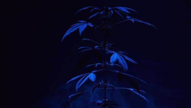 Cannabis in smoke with the illumination of police lights