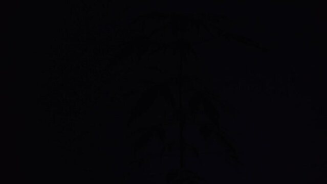 Cannabis in smoke with the illumination of police lights