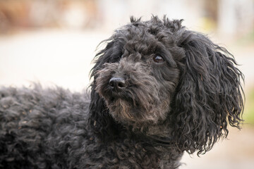 Portrait of a beautiful dog posing for the camera, looking serious