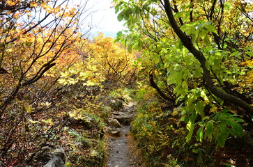 Mt Kurikoma is a volcano on the prefectural borders of Akita, Iwate and Miyagi. It is famous for having a wide range of mountain plants and amazing fall foliage. It is known as one of Japan’s best Mt.
