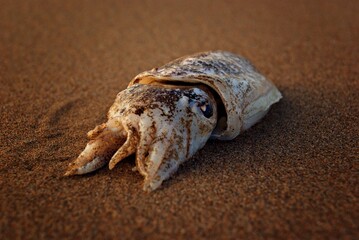 Sepia abandonada a su suerte en alguna playa desierta