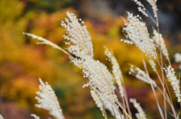 Mt Kurikoma is a volcano on the prefectural borders of Akita, Iwate and Miyagi. It is famous for having a wide range of mountain plants and amazing fall foliage. It is known as one of Japan’s best Mt.