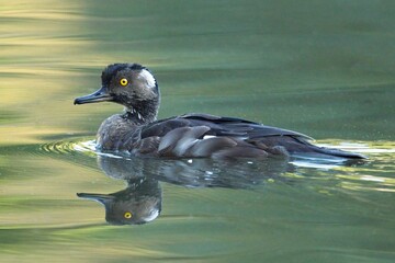 Hooded Merganser in calm water.