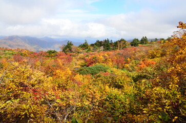 Mt Kurikoma is a volcano on the prefectural borders of Akita, Iwate and Miyagi. It is famous for having a wide range of mountain plants and amazing fall foliage. It is known as one of Japan’s best Mt.