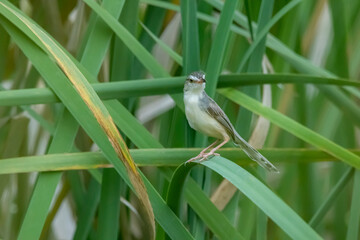 The Plain Prinia on field in nature
