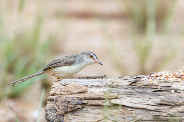 The Plain Prinia on field in nature