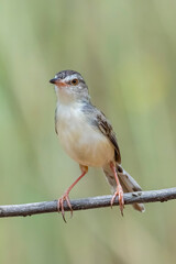 The Plain Prinia on field in nature