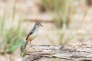 The Plain Prinia on field in nature