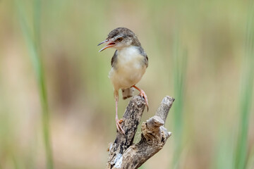 The Plain Prinia on field in nature