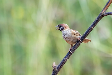 The Sparrow on field in nature