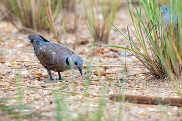 A zebra dove on field in nature