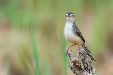 The Plain Prinia on field in nature