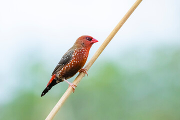 The red avadavat on field in nature