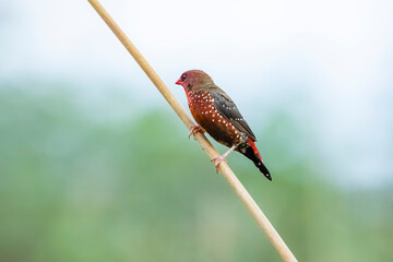 The red avadavat on field in nature