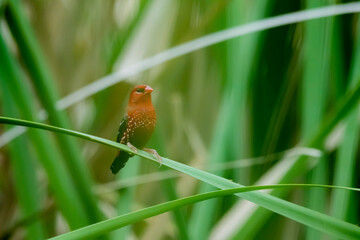 The red avadavat on field in nature