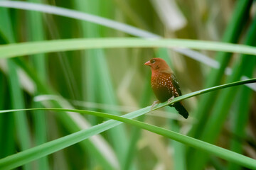 The red avadavat on field in nature