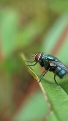 Fototapeta premium fly on leaf