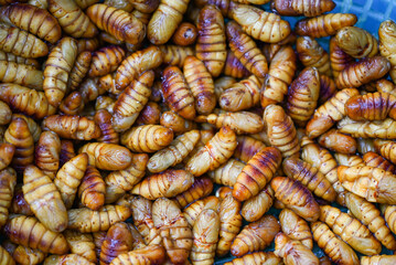 pupa on background top view, fry silk worms - fried pupa for food beetle worm - obrazy, fototapety, plakaty