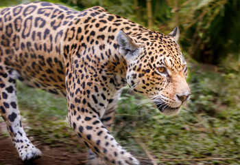 Naklejka na ściany i meble Jaguar Panthera onca majestic feline, hunting in Pantanal, Brazil