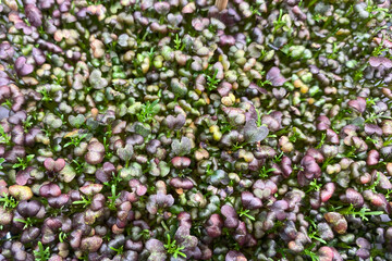 Microgreens of cabbage sprouts close-up