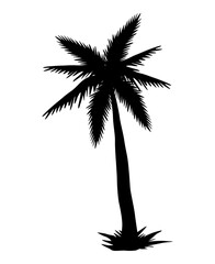 tree palm forest silhouette