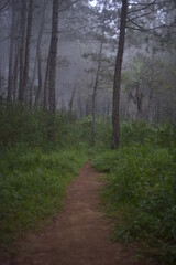 Obraz premium footpath in the woods