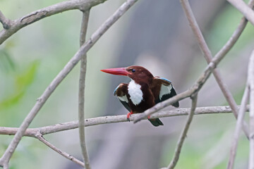 A kingfisher on a branch in nature